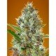 Somango Auto Granel 