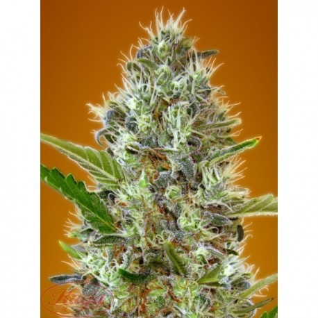 Somango Auto Granel 