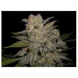 Semillas Northern Lights Auto a Granel