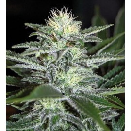 Semillas White Widow Auto a Granel