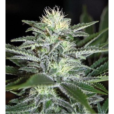 White Widow Auto Granel 