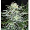 White Widow Auto Granel 