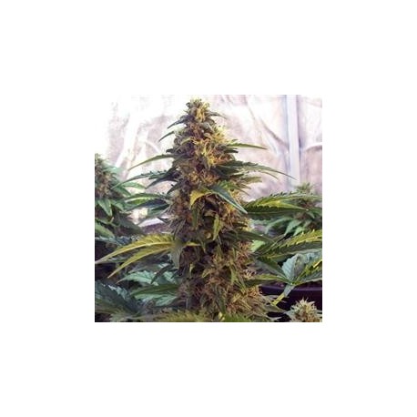 Ak 47 Auto Granel