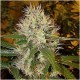 Ak 47 Auto Granel