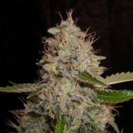 Semillas White Widow x Critical a Granel - 50 unidades