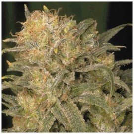 Semillas Black Domina x Chronic 50 (uds.)