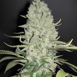 White Widow Granel