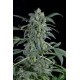 Amnesia Auto Granel 