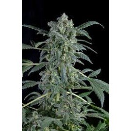 Amnesia Auto Granel 