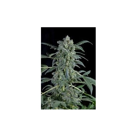 Amnesia Auto Granel 