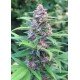 Blueberry Auto Granel