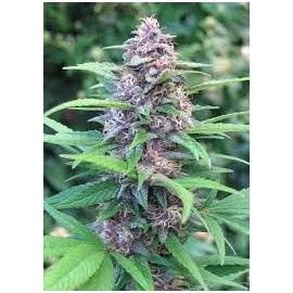 Blueberry Auto Granel