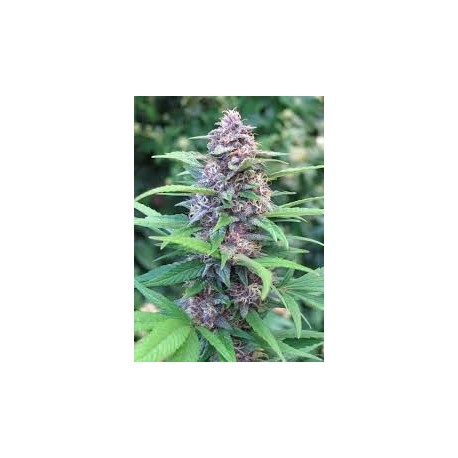 Blueberry Auto Granel