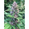 Blueberry Auto Granel