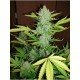 Blueberry Auto Granel