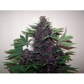 Semillas Purple Auto 50 (uds.)