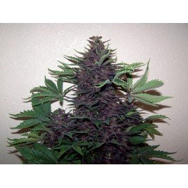 Semillas Purple Auto a Granel