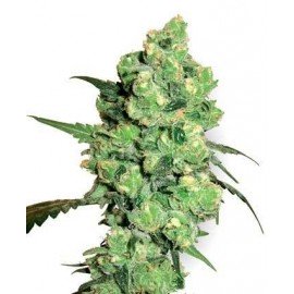 Super Skunk Auto Granel 