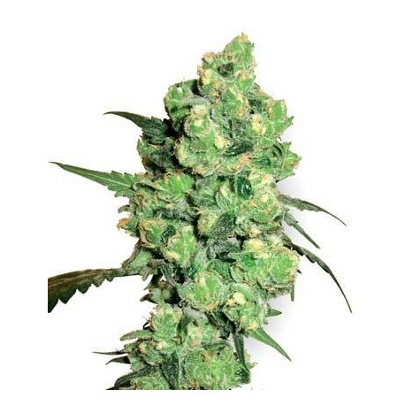 Super Skunk Auto Granel 