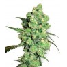 Super Skunk Auto Granel 