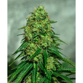 Semillas Somango x Critical a Granel