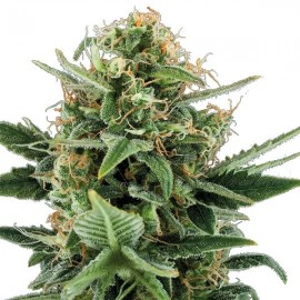 Semillas Jack Herer Auto a Granel