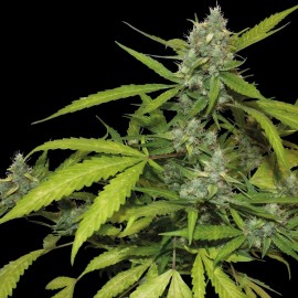 Semillas Sweet Tooth Auto a Granel