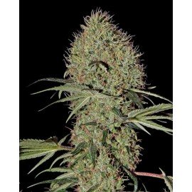 Semillas Super Bud Auto a Granel