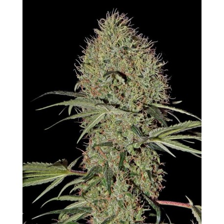 Super Bud Auto Granel 