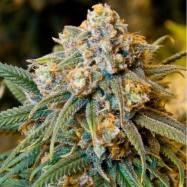 Semillas Mimosa 50 (uds.)