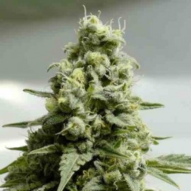 Semillas Haze Auto a Granel