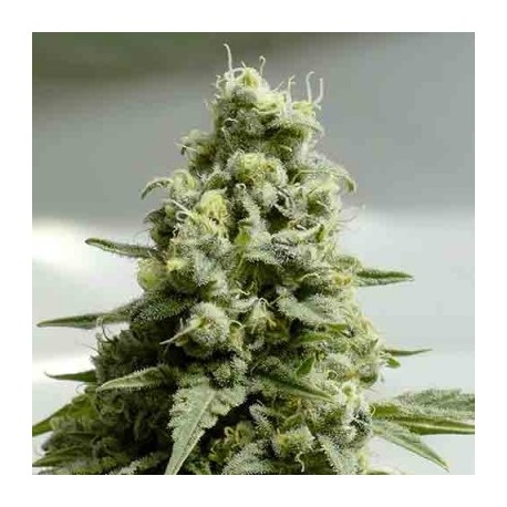 Haze Auto Granel