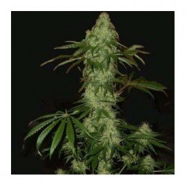 Semillas Northern Lights Auto x Ak 47 Auto a Granel