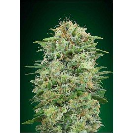 Semillas White Widow CBD a Granel