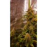 Semillas Gelato 33 - 50 (uds.)