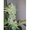 Tropicana Banana